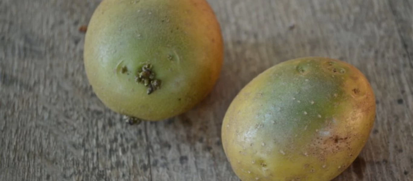 Τι κινδύνους κρύβουν οι «πράσινες» πατάτες